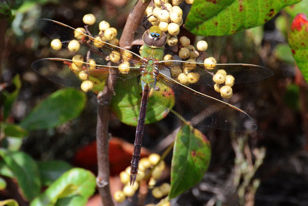 031 2013-09090295 Parker River NWR, MA.JPG - Common Green Darner (Anax junius) Dragonfly. Parker River NWR, MA, 9-9-2013